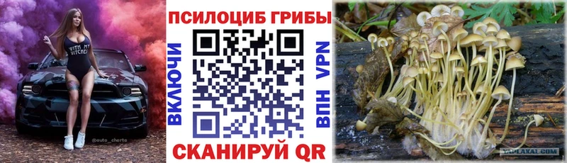 Галлюциногенные грибы Psilocybe  магазин продажи   Тайшет 